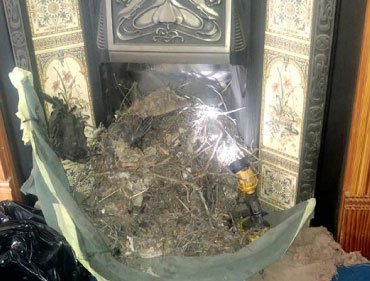 Bird nest removed from a blocked chimney
